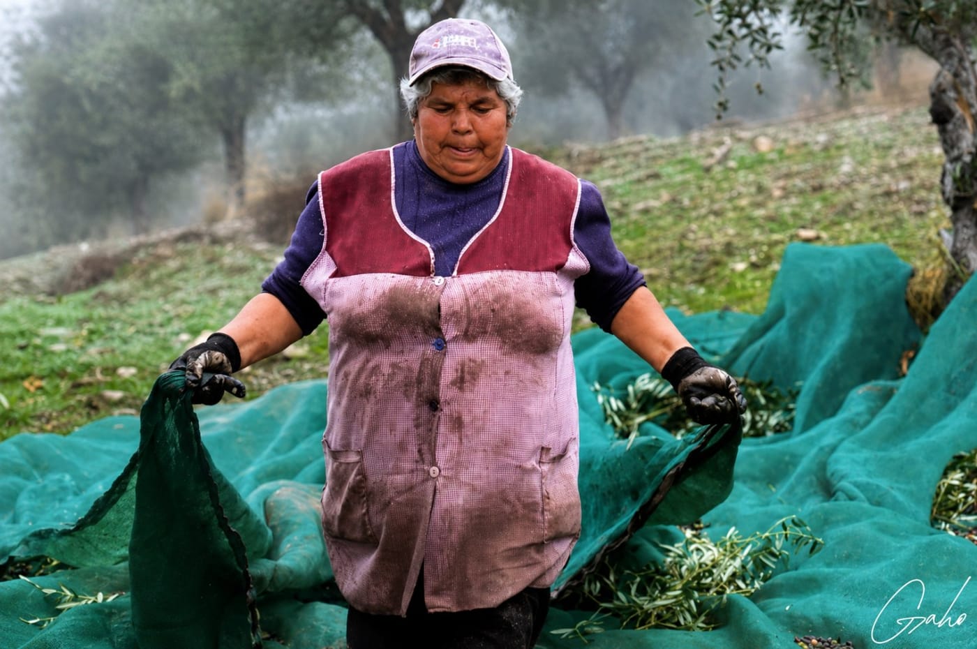 Récolte des olives par un rancho, Trás-os-Montes